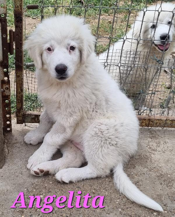 Maremmanina Angelita